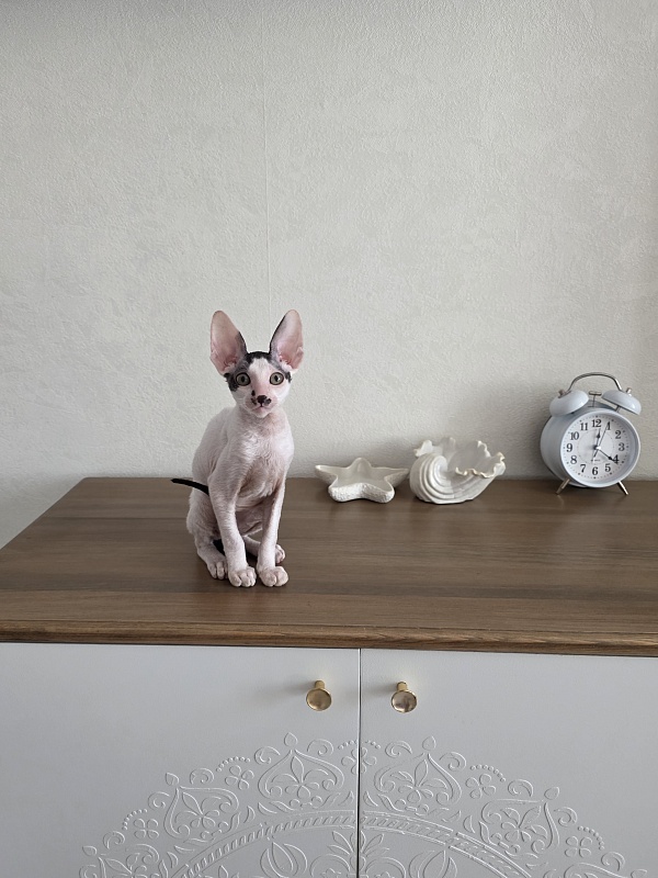 Hyacinth Elemani Dream - Kitten cornish rex 3 months