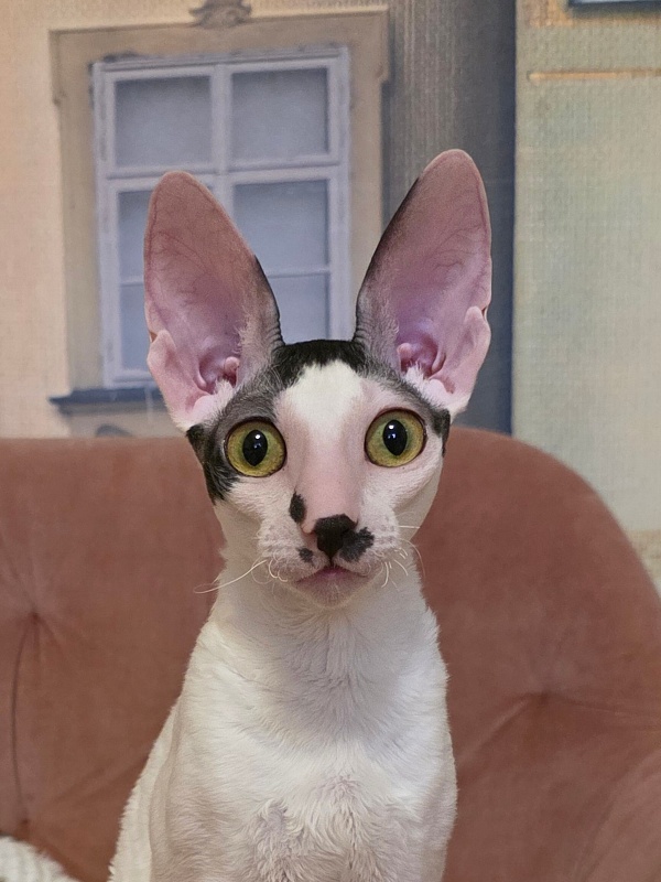 Hyacinth Elemani Dream - Junior cornish rex 8 months 2 weeks