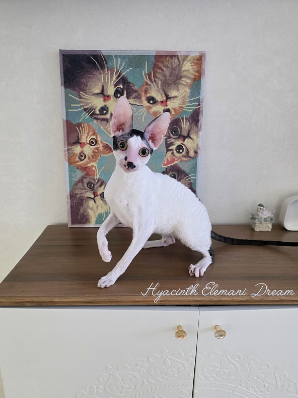 Hyacinth Elemani Dream - Junior cornish rex 9 months 2 weeks