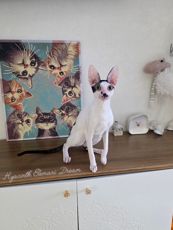 Hyacinth Elemani Dream - Junior cornish rex 9 months 2 weeks