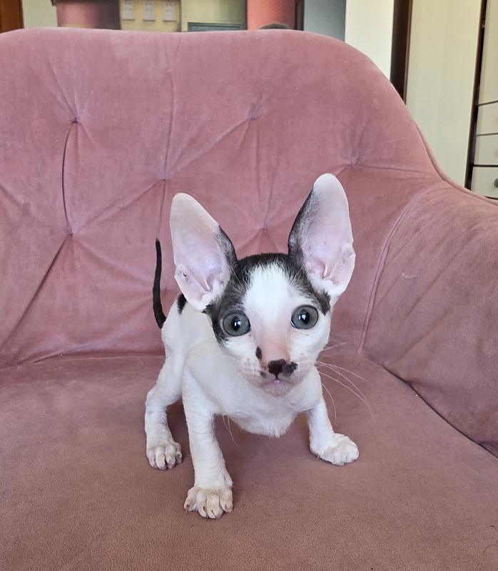 Hyacinth Elemani Dream - Kitten cornish rex 1 month 2 weeks