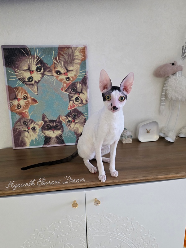 Hyacinth Elemani Dream - Junior cornish rex 9 months 2 weeks
