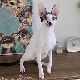 Hyacinth Elemani Dream