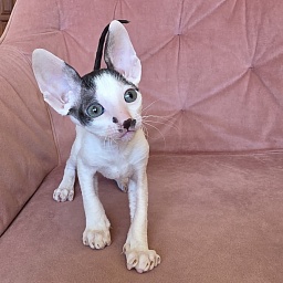 Hyacinth Elemani Dream