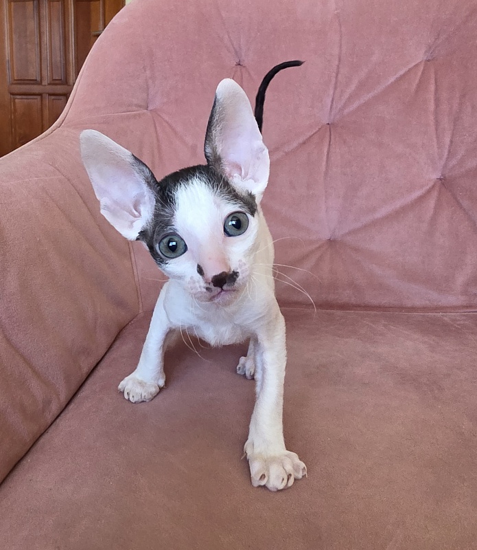 Hyacinth Elemani Dream - Kitten cornish rex 1 month 2 weeks