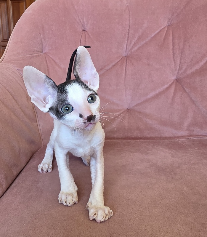 Hyacinth Elemani Dream - Kitten cornish rex 1 month 2 weeks
