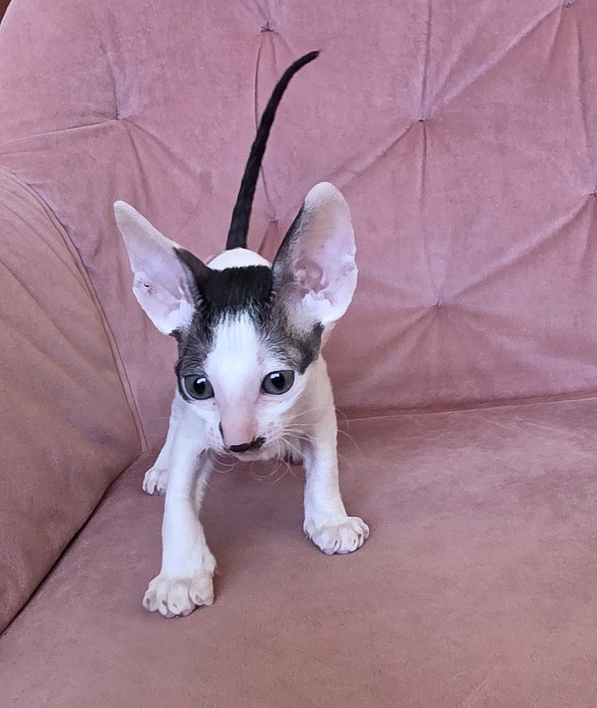 Hyacinth Elemani Dream - Kitten cornish rex 1 month 2 weeks
