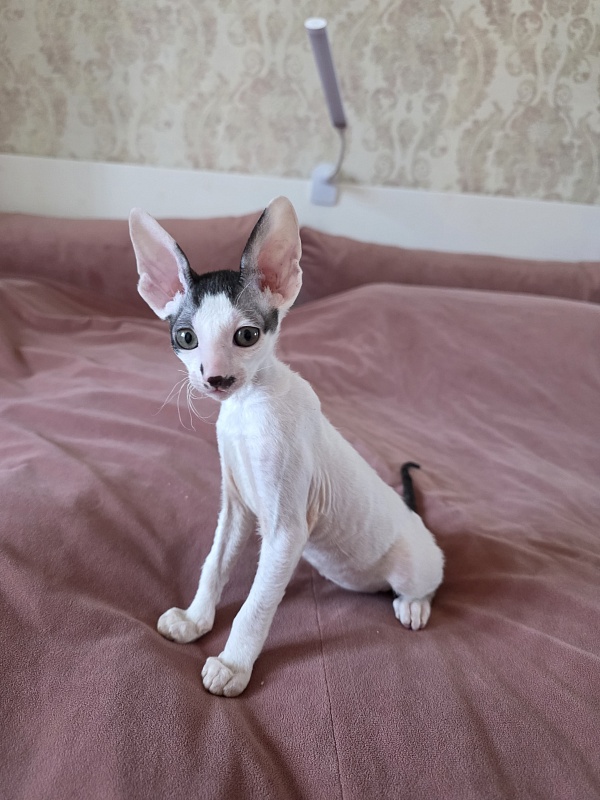 Hyacinth Elemani Dream - Kitten cornish rex 2 months 0.5 weeks