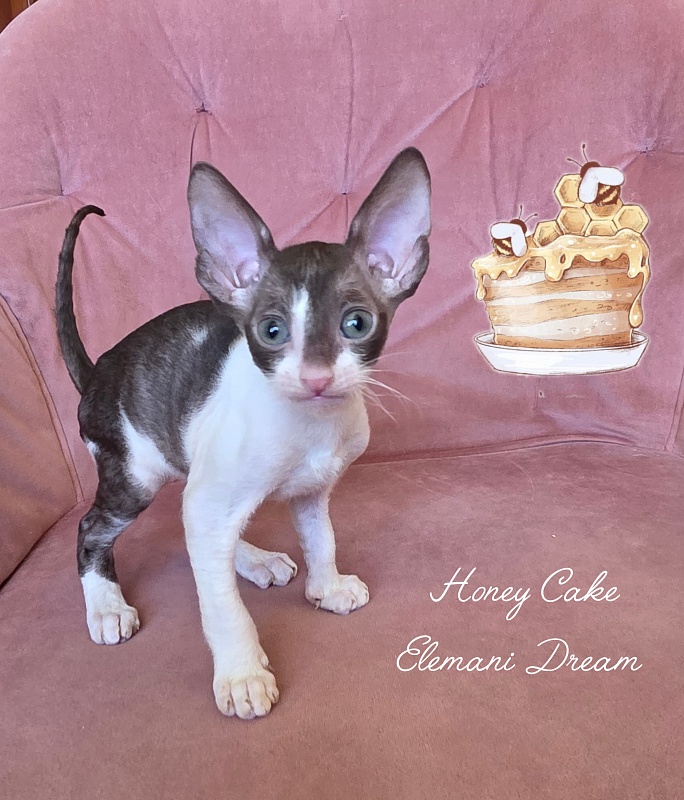 Honey Cake Elemani Dream - Kitten cornish rex 1 month 2 weeks