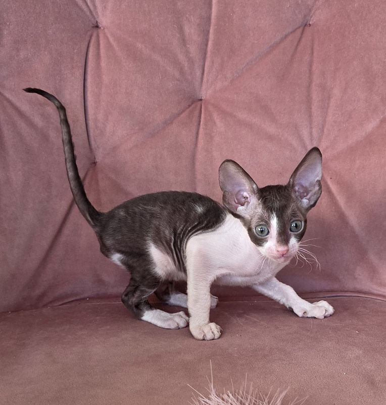 Honey Cake Elemani Dream - Kitten cornish rex 1 month 2 weeks
