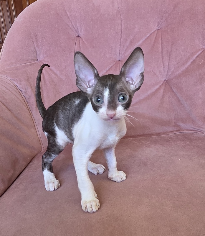 Honey Cake Elemani Dream - Kitten cornish rex 1 month 2 weeks