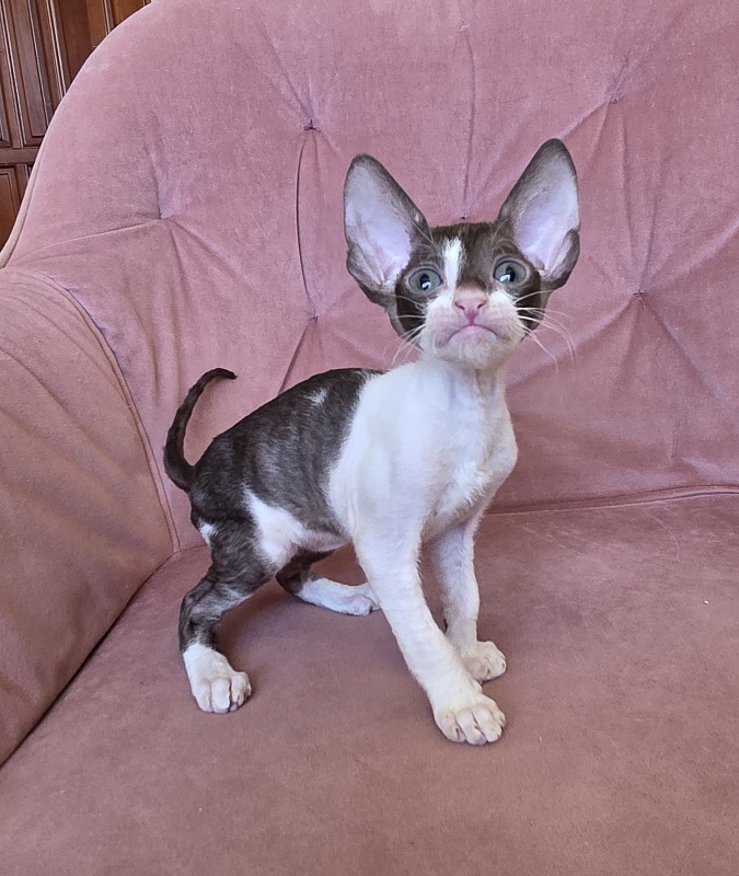 Honey Cake Elemani Dream - Kitten cornish rex 1 month 2 weeks