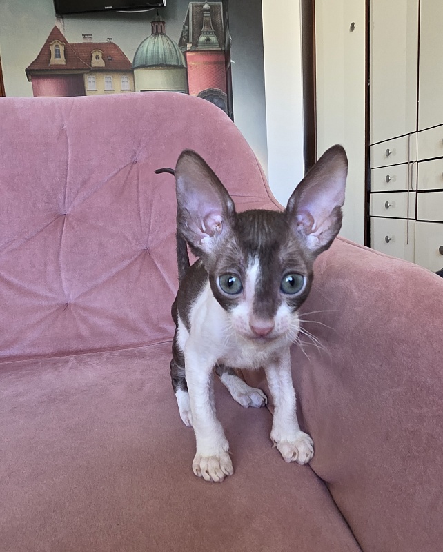 Honey Cake Elemani Dream - Kitten cornish rex 1 month 2 weeks