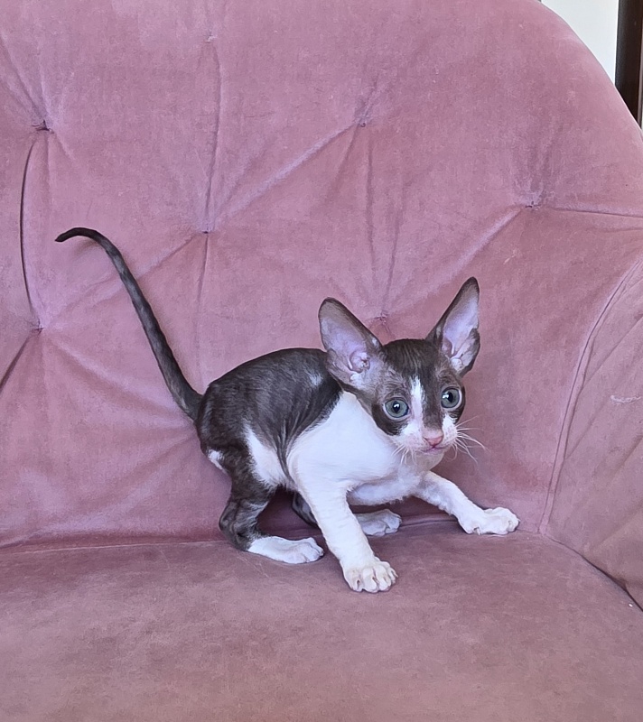 Honey Cake Elemani Dream - Kitten cornish rex 1 month 2 weeks