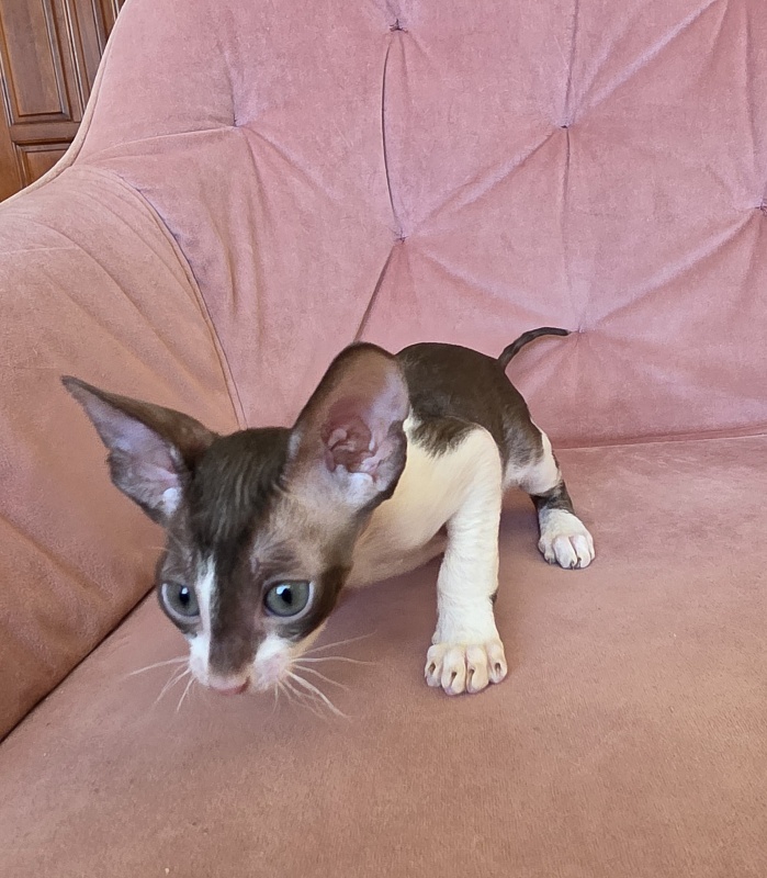 Honey Cake Elemani Dream - Kitten cornish rex 1 month 2 weeks