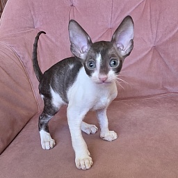 Honey Cake Elemani Dream