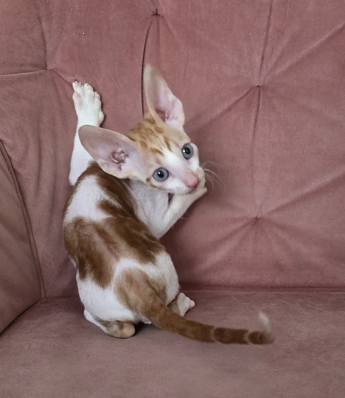 Happy Fox Elemani Dream - Kitten cornish rex 1 month 2 weeks