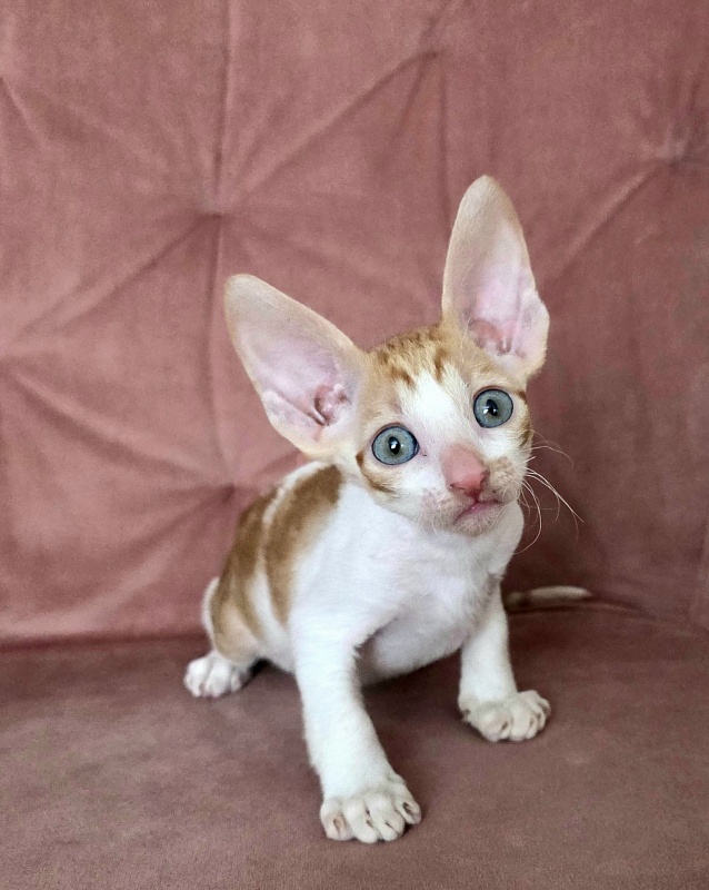 Happy Fox Elemani Dream - Kitten cornish rex 1 month 2 weeks