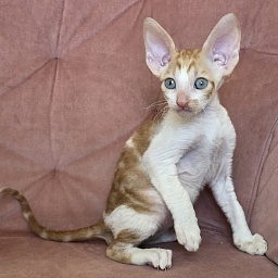 Happy Fox Elemani Dream