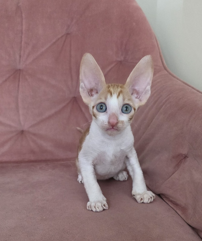 Happy Fox Elemani Dream - Kitten cornish rex 1 month 2 weeks