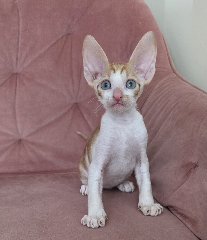 Happy Fox Elemani Dream - Kitten cornish rex 1 month 2 weeks