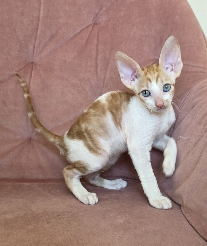 Happy Fox Elemani Dream - Kitten cornish rex 1 month 2 weeks