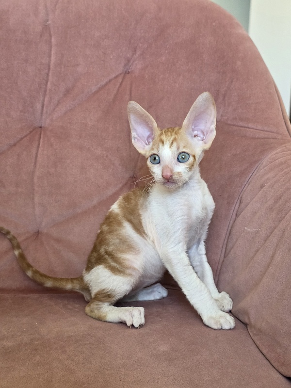 Happy Fox Elemani Dream - Kitten cornish rex 1 month 2 weeks