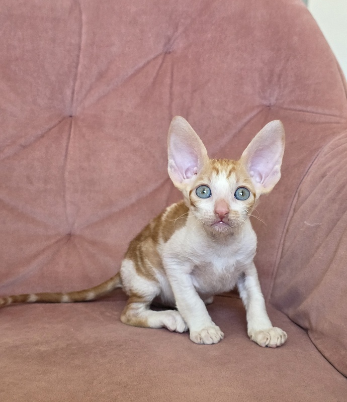 Happy Fox Elemani Dream - Kitten cornish rex 1 month 2 weeks