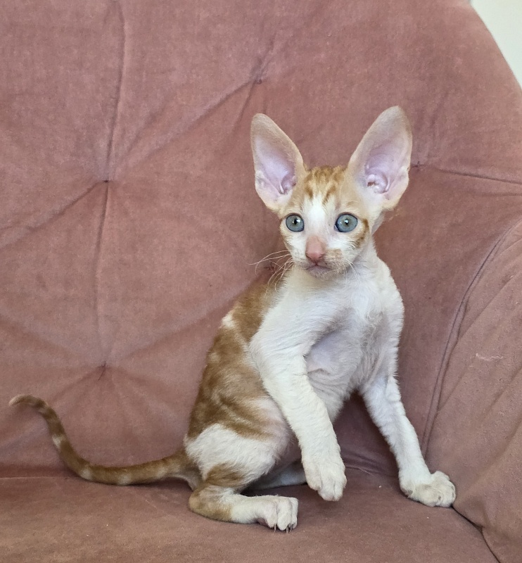 Happy Fox Elemani Dream - Kitten cornish rex 1 month 2 weeks