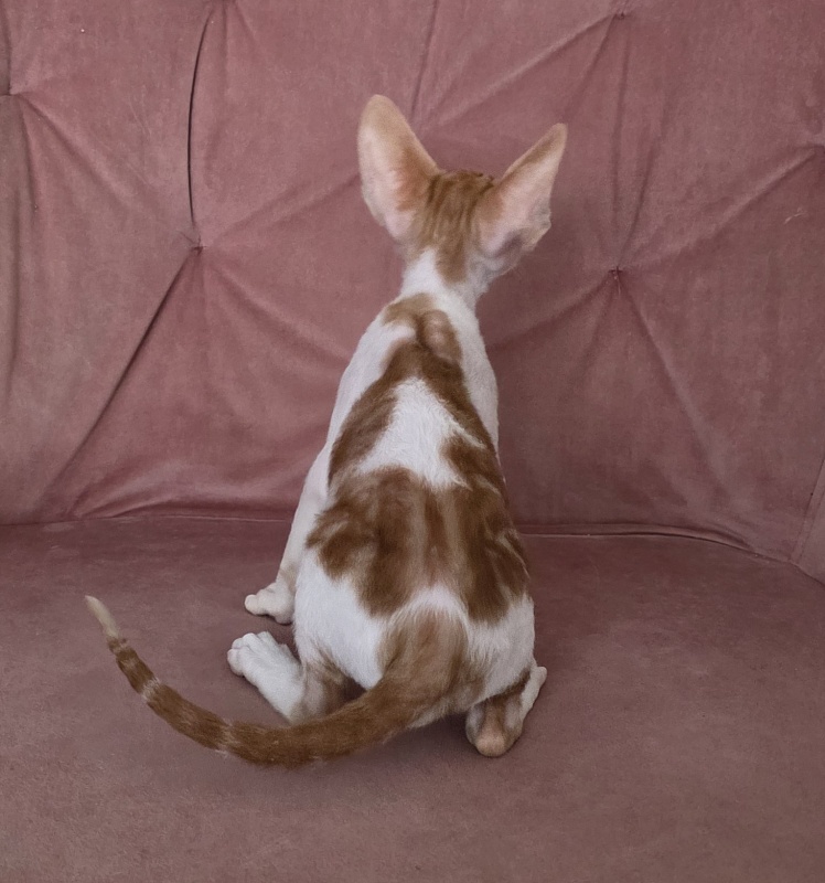 Happy Fox Elemani Dream - Kitten cornish rex 1 month 2 weeks