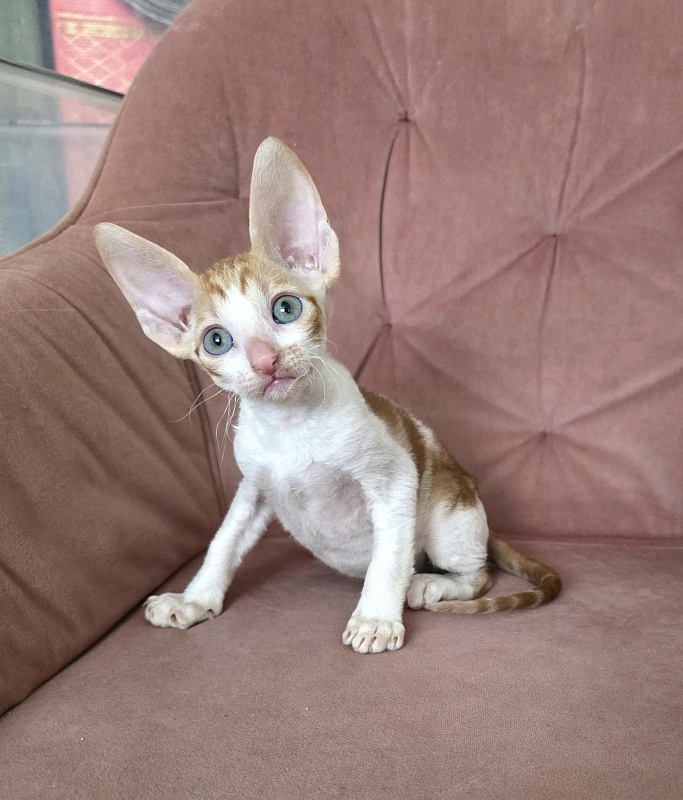 Happy Fox Elemani Dream - Kitten cornish rex 1 month 2 weeks