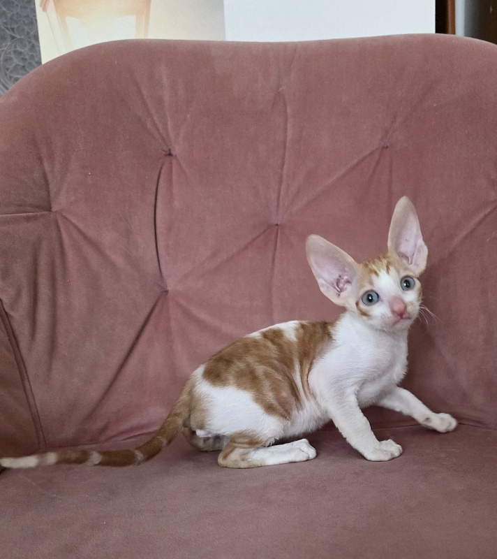 Happy Fox Elemani Dream - Kitten cornish rex 1 month 2 weeks