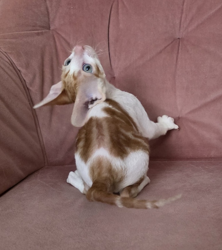 Happy Fox Elemani Dream - Kitten cornish rex 1 month 2 weeks