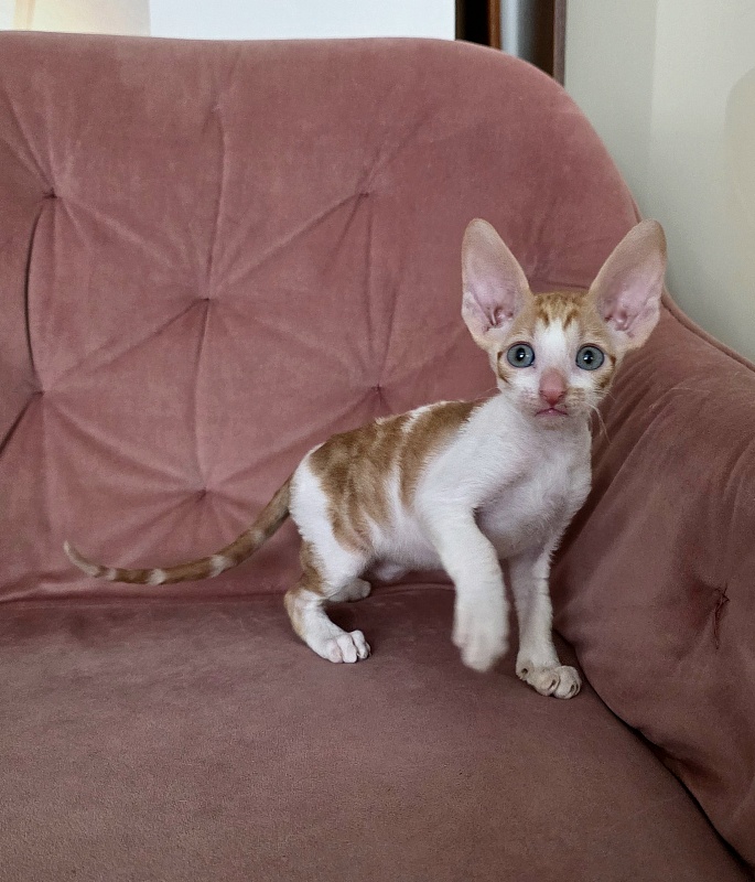 Happy Fox Elemani Dream - Kitten cornish rex 1 month 2 weeks