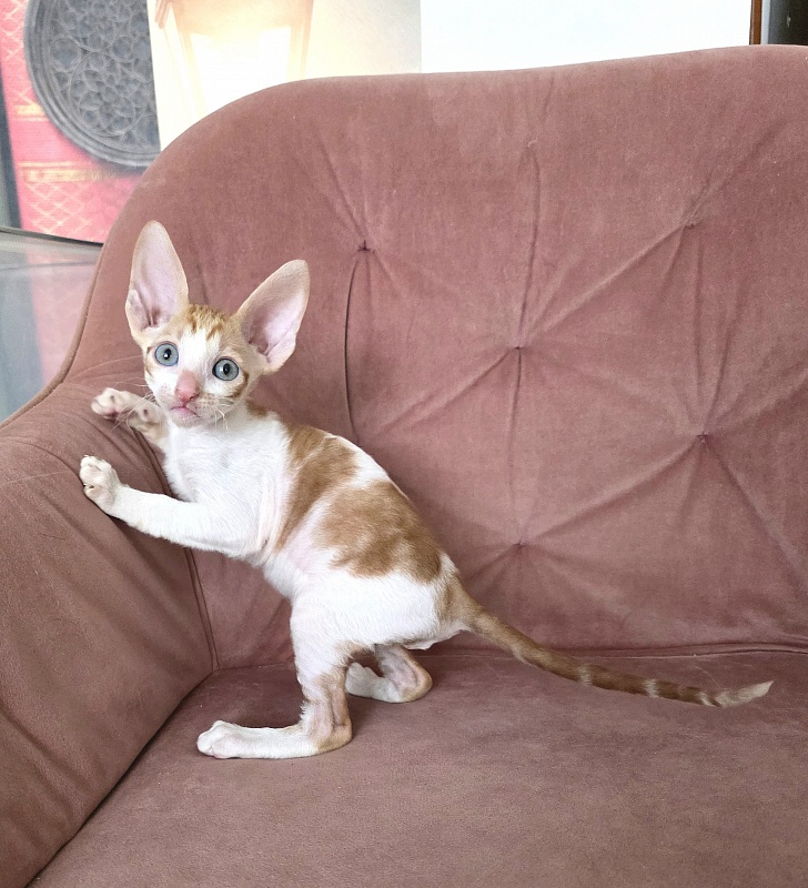 Happy Fox Elemani Dream - Kitten cornish rex 1 month 2 weeks