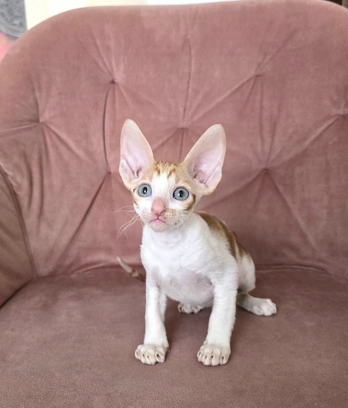 Happy Fox Elemani Dream - Kitten cornish rex 1 month 2 weeks