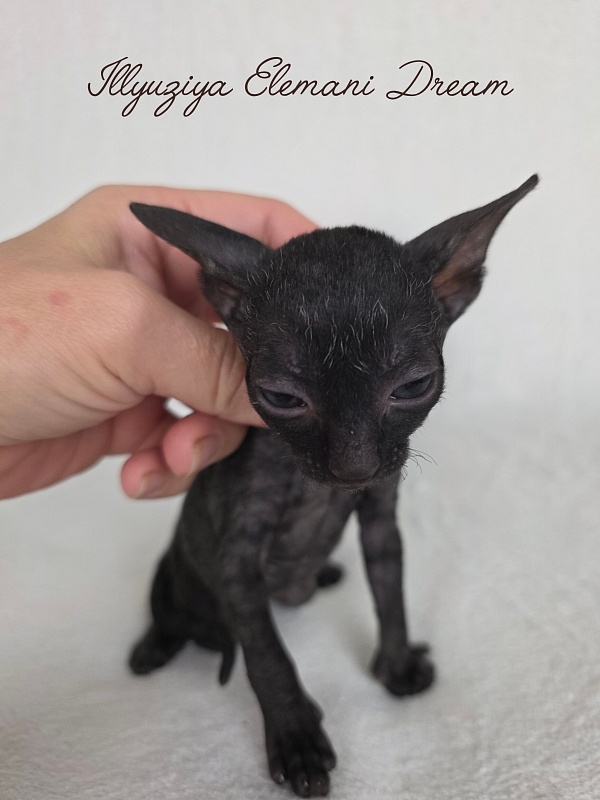 Illyuziya Elemani Dream - Kitten cornish rex 3.5 weeks