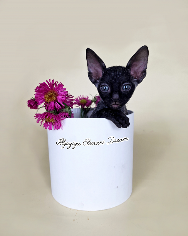 Illyuziya Elemani Dream - Kitten cornish rex 1 month 1 week