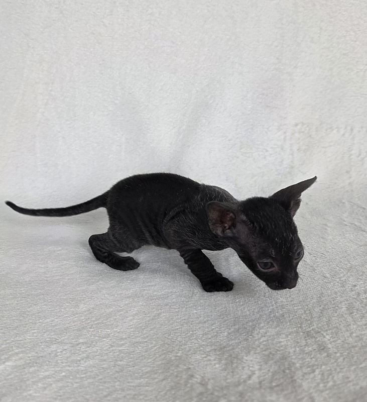 Illyuziya Elemani Dream - Kitten cornish rex 3.5 weeks
