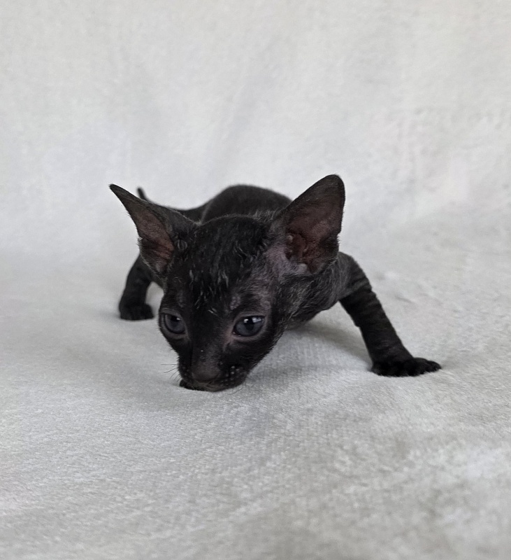 Illyuziya Elemani Dream - Kitten cornish rex 3.5 weeks