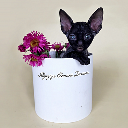 Illyuziya Elemani Dream