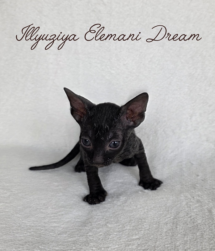 Illyuziya Elemani Dream - Kitten cornish rex 3.5 weeks