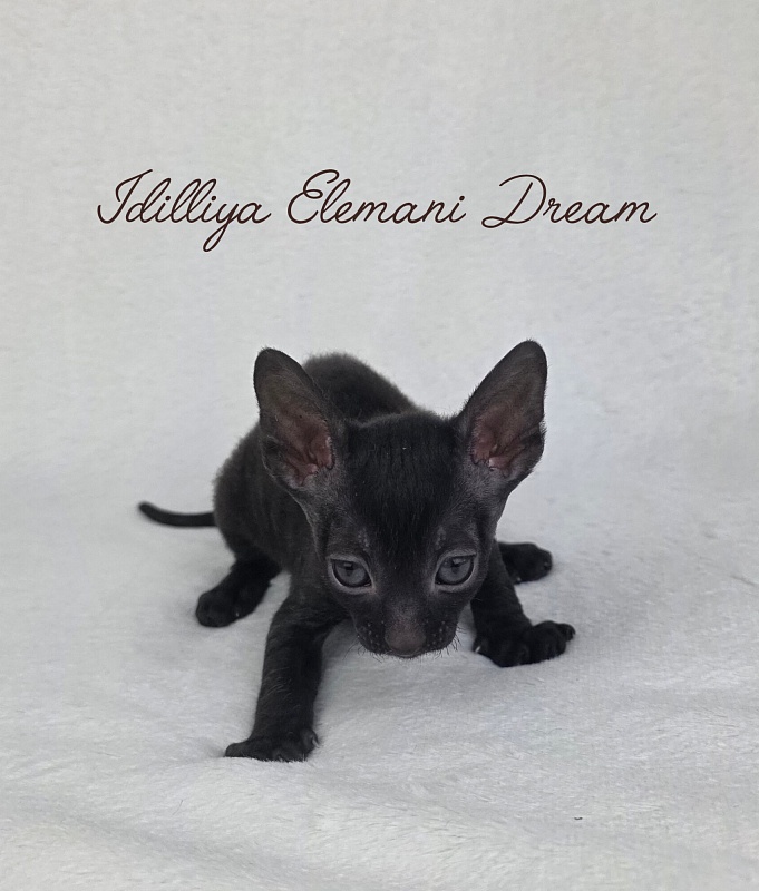 Idilliya Elemani Dream - Kitten cornish rex 3.5 weeks