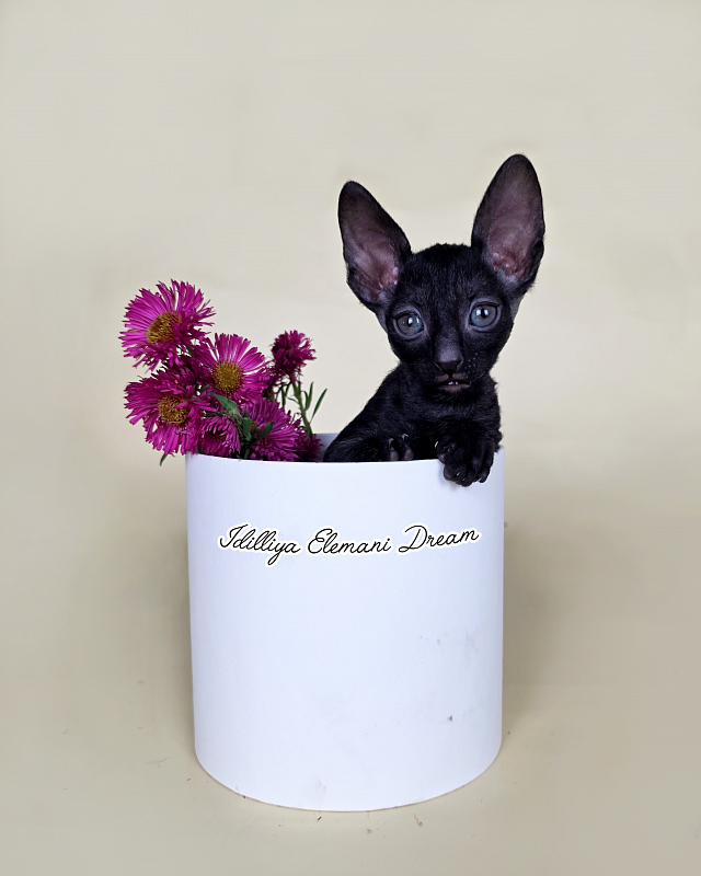 Idilliya Elemani Dream - Kitten cornish rex 1 month 1 week