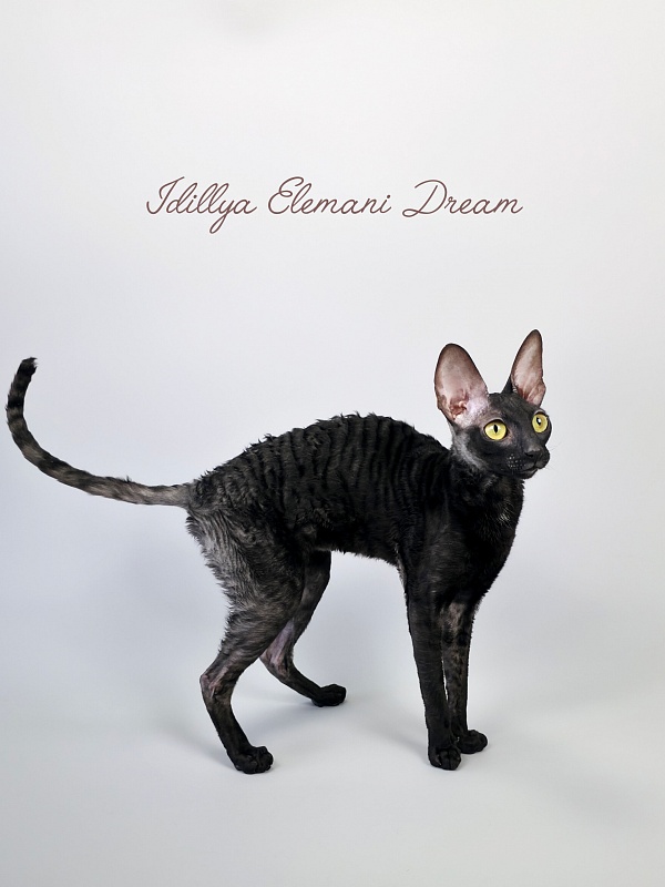 Idilliya Elemani Dream - Adult cornish rex 11 months 1 week