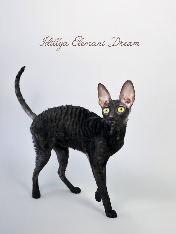 Idilliya Elemani Dream - Adult cornish rex 11 months 1 week