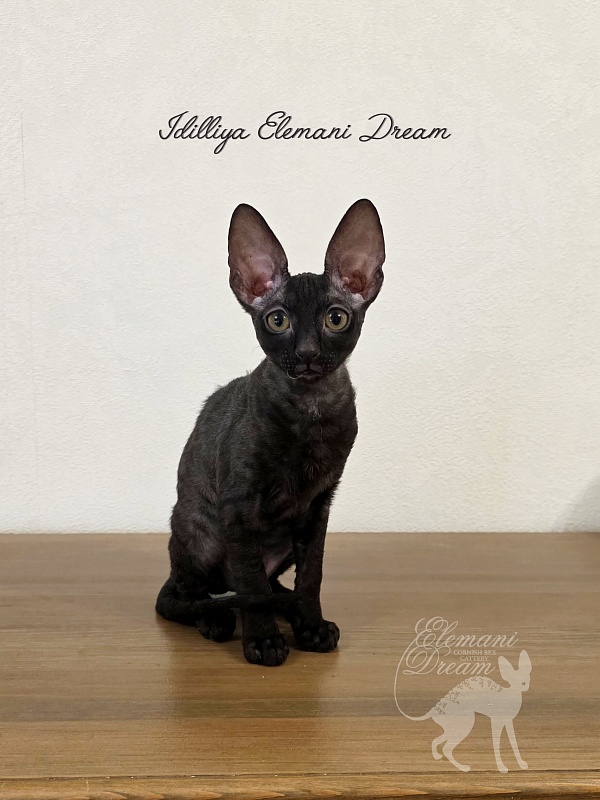 Idilliya Elemani Dream - Kitten cornish rex 2 months 3 weeks