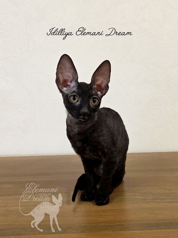Idilliya Elemani Dream - Kitten cornish rex 2 months 3 weeks