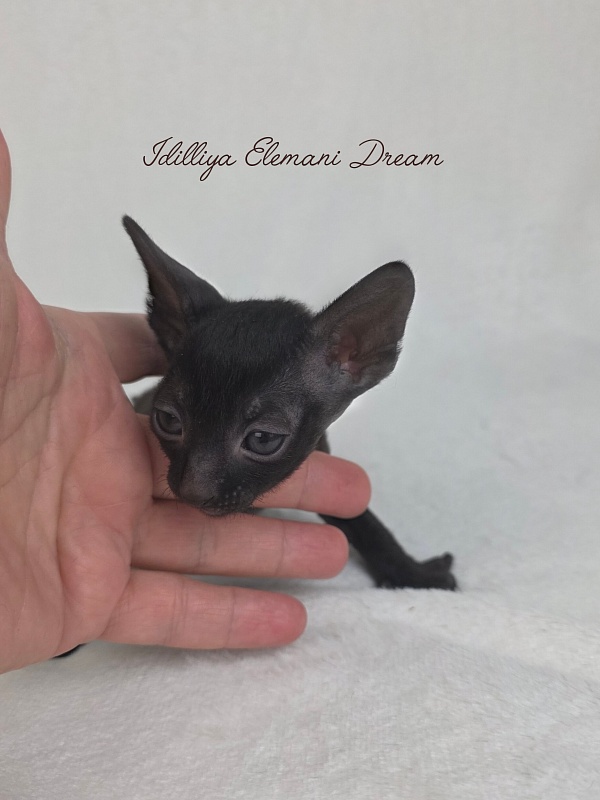 Idilliya Elemani Dream - Kitten cornish rex 3.5 weeks