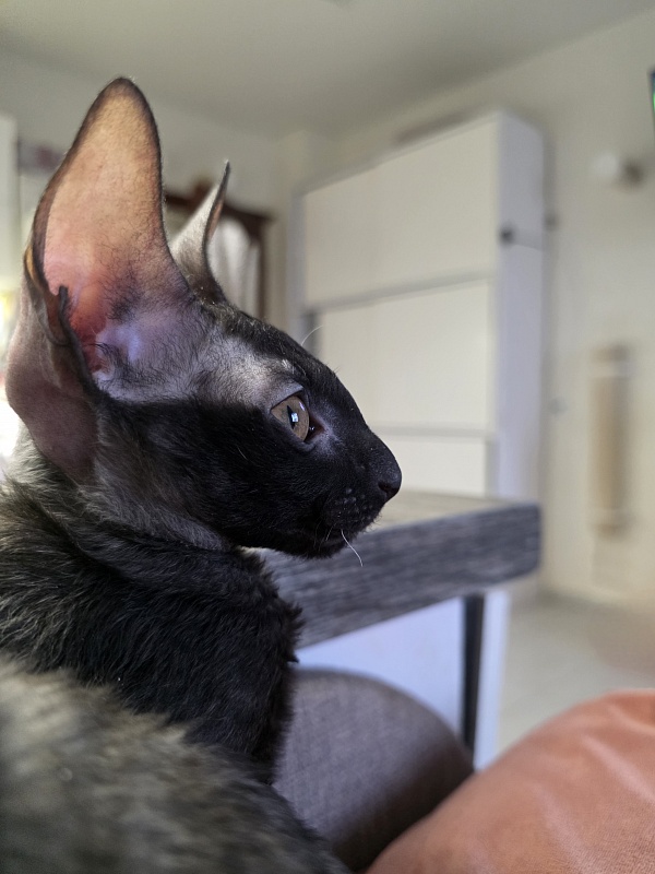 Idilliya Elemani Dream - Kitten cornish rex 3 months